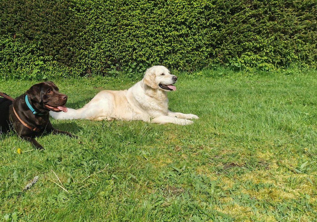 Ferienhaus Ansicht Wiese